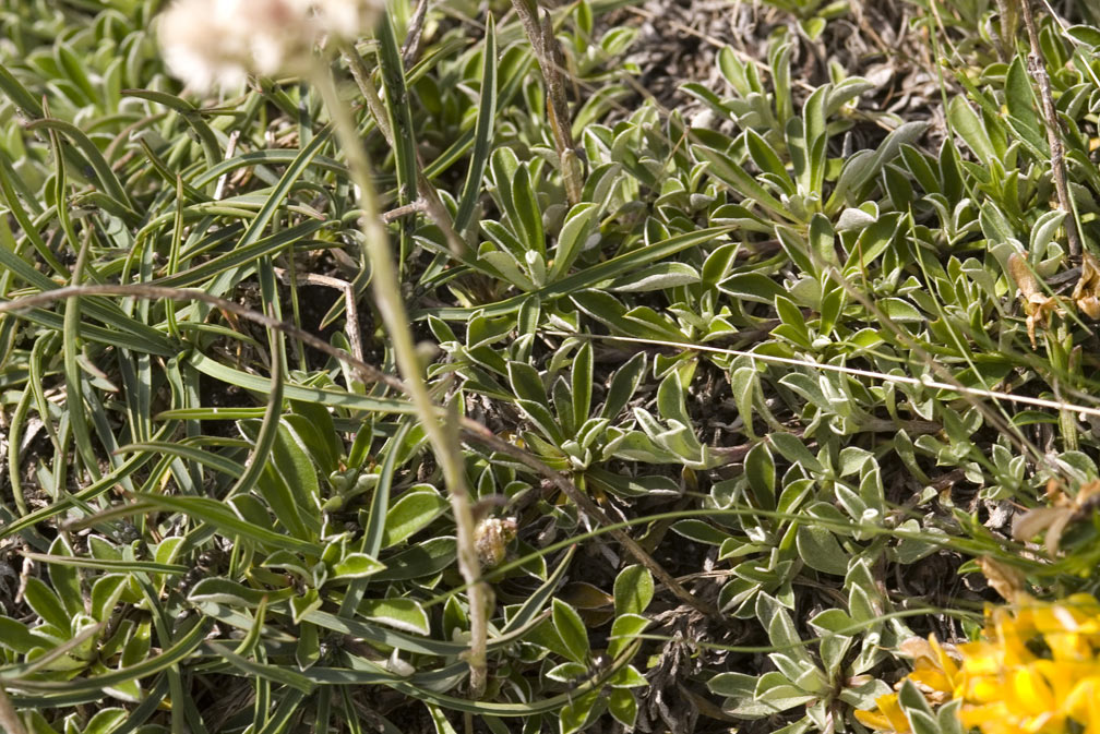 Antennaria dioica / Sempiterni di montagna
